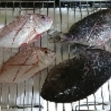 メジナ グレ と鯛の塩焼き レシピ 作り方 By ひろすけ 楽天レシピ メジナ グレ と鯛の塩焼き レシピ 作り方 By ひろすけ 楽天レシピ